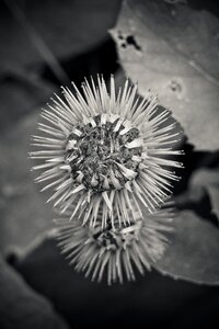 Flower thistle flower autumn