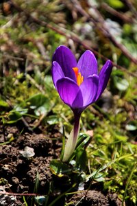 Violet nature flower photo