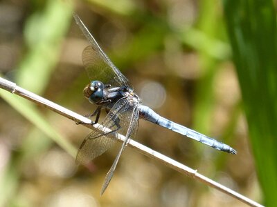 Dragonfly winged insect orthetrum coerulescens photo