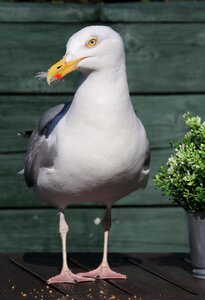 Animal world feather seagull