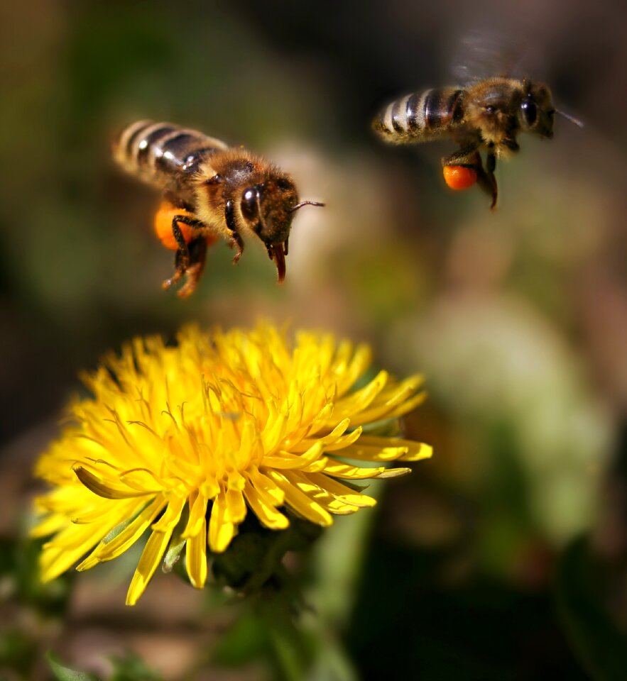 Pollination pair dandelion