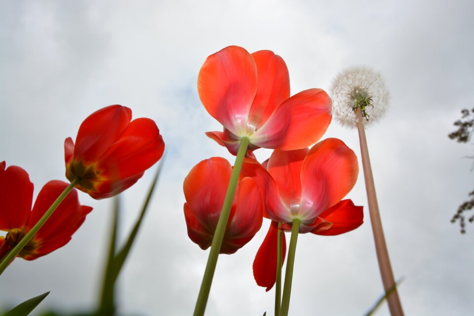 Spring petals nature