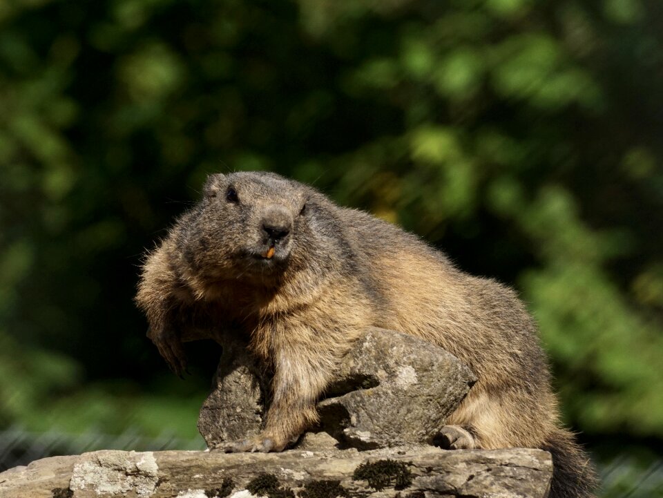 Alpine marmot wildlife park zoo