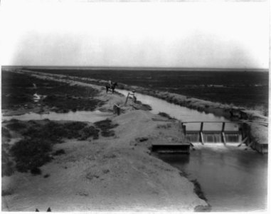 Jackson Ranch - Irrigating alfalfa; from the ditch to the check LCCN2002699861