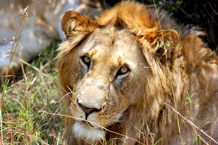 Mara lion brown lion