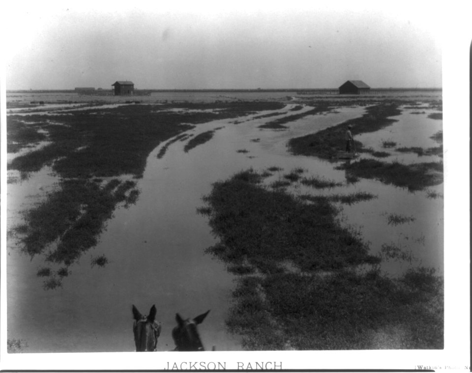 Jackson ranch- irrigating alfalfa. Kern County, Cal. LCCN2016652688