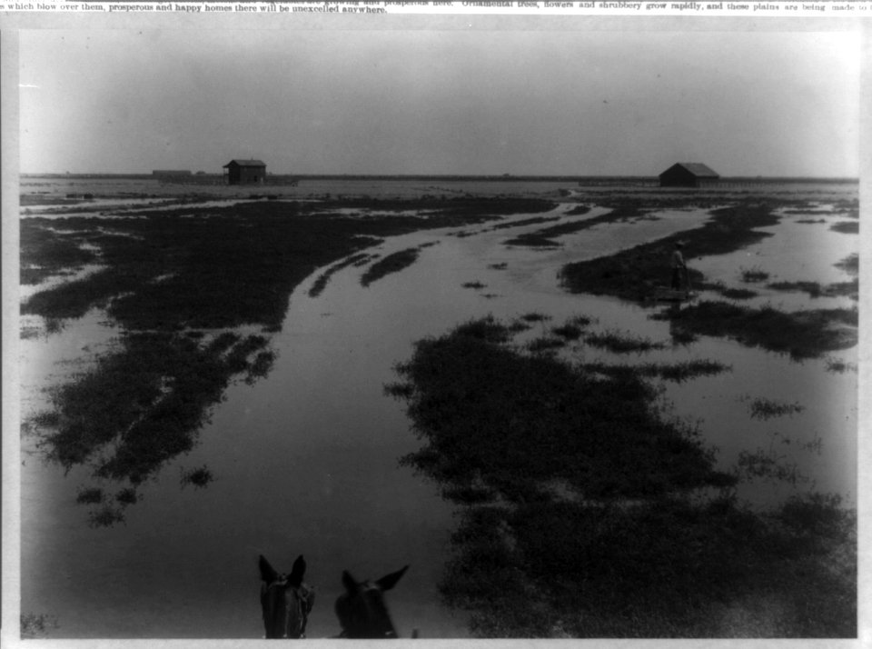 Jackson Ranch-Irrigating alfalfa- filling a check-Kern County, California LCCN96525693