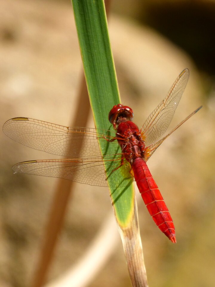 Pond erythraea crocothemis sagnador scarlet