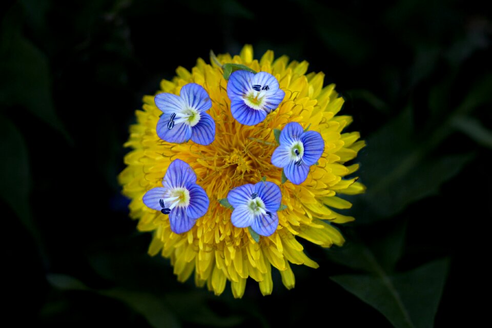 Plants garden nature