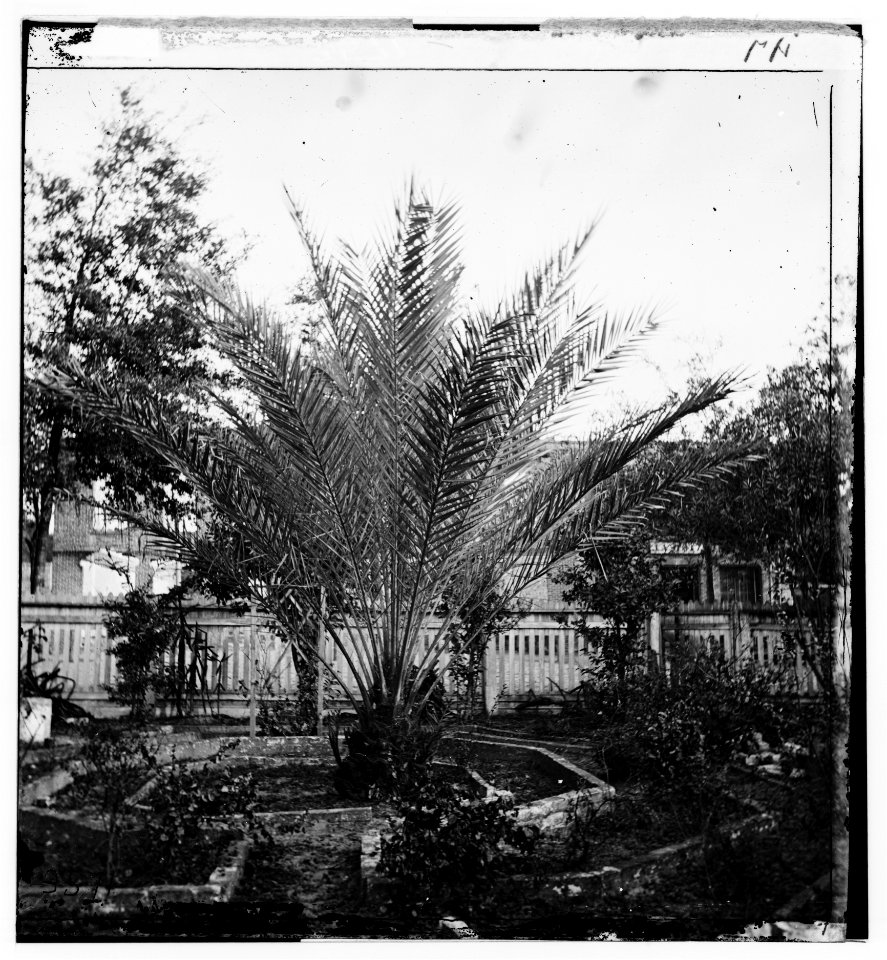 Jacksonville, Florida. Date palms LOC cwpb.03288