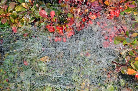 Indian summer dew autumn mood