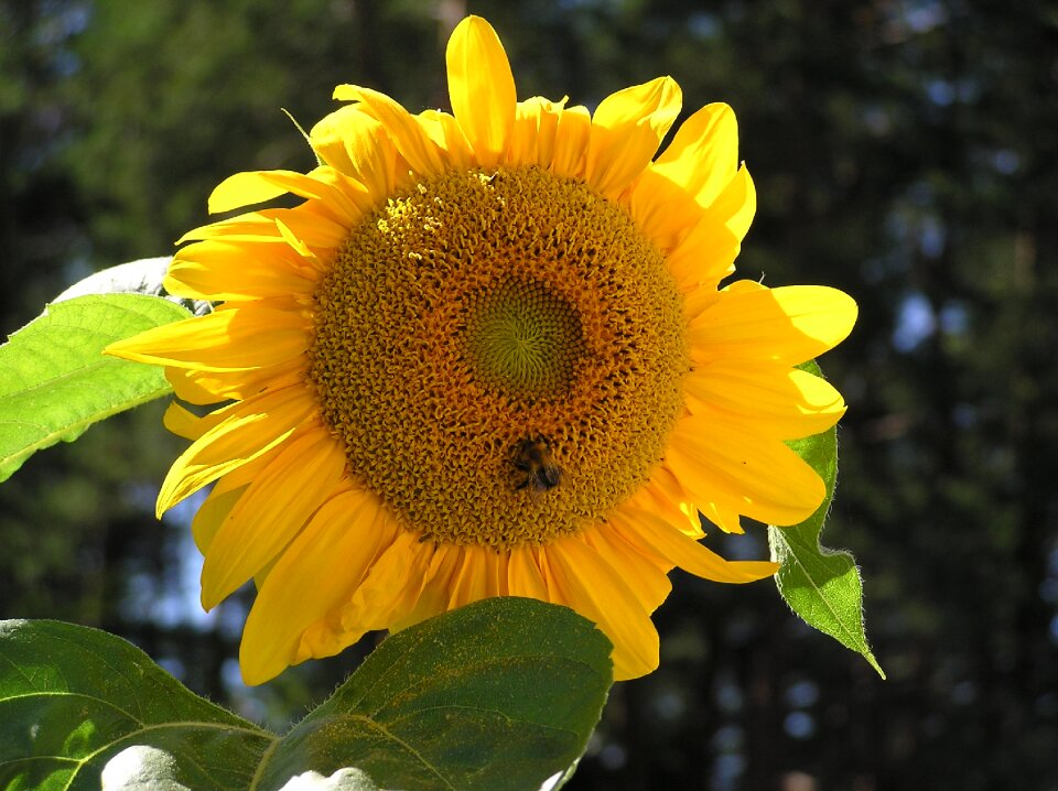Flowers of the field bright colors sunflower