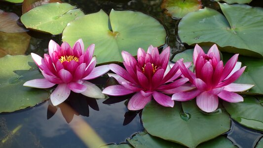 Bloom water pink