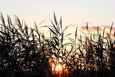 Rural summer sky