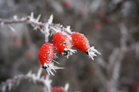 Winter ice rose hip photo