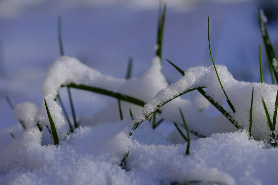 Seeds grass seed nature