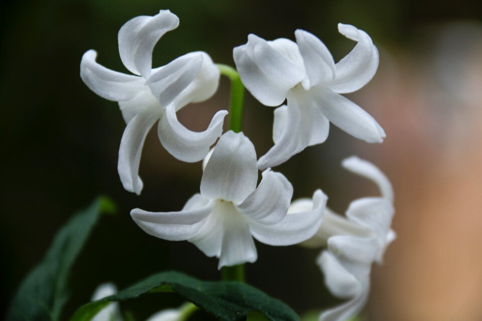 Nature plant good looking