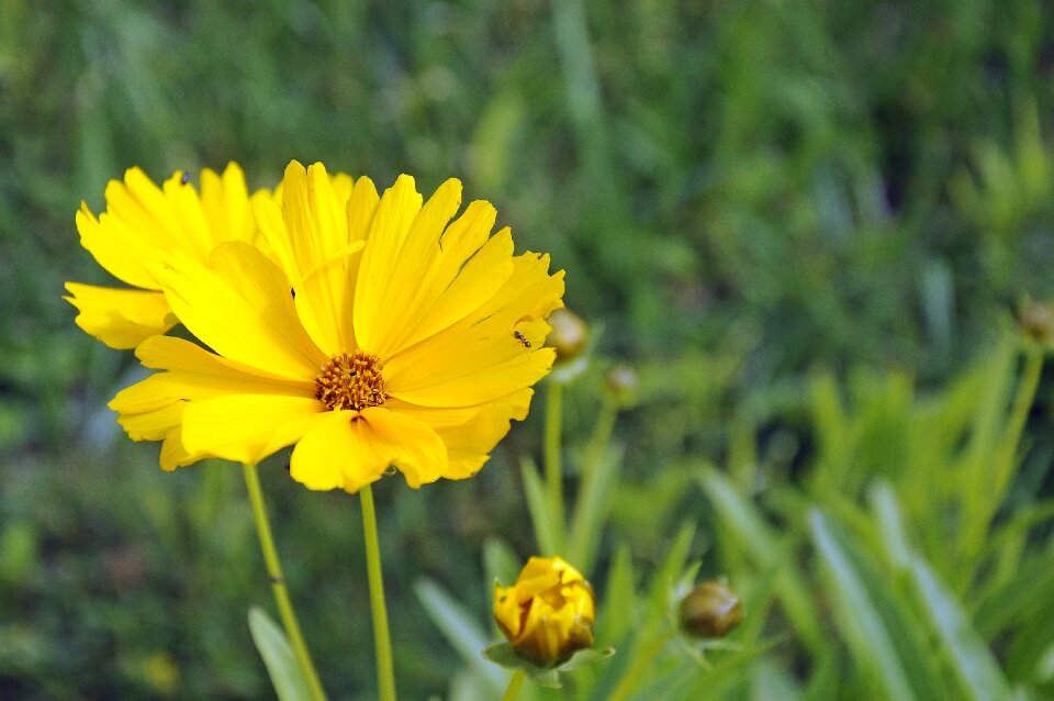 Blossom bloom plant