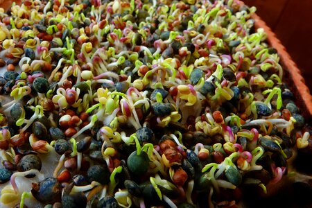 Healthy nutrient vitamins