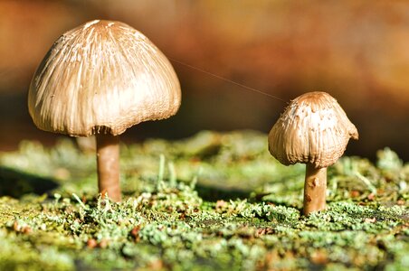 Fungus nature mushroom