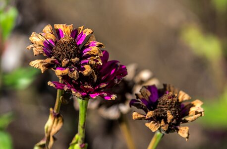 Dried flowers autumn flowers blossoms