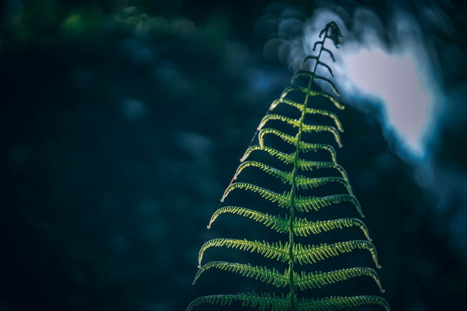 Abstract garden bush