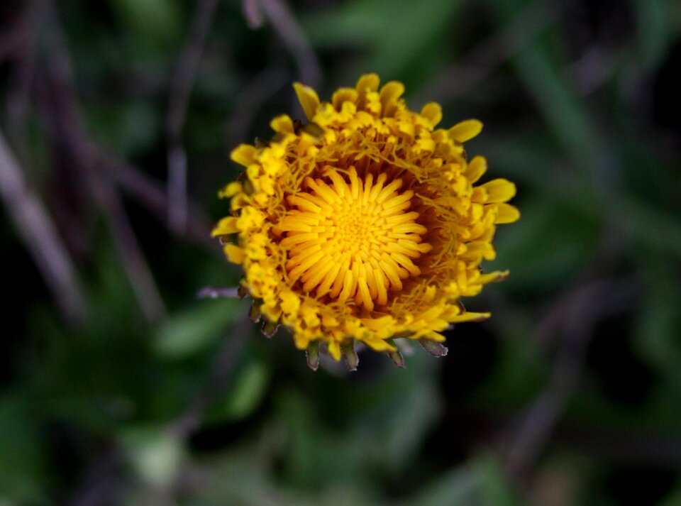Plants garden nature