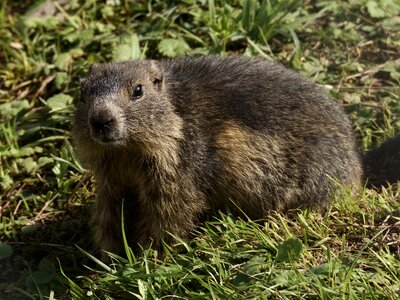 Alpine marmot wildlife park zoo photo