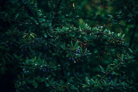 Berry black blue