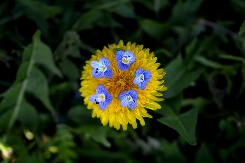 Plants garden nature