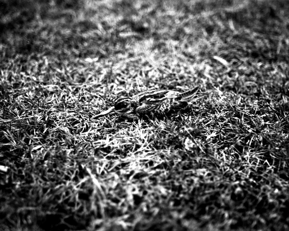 Jack Snipe on open grass YORYM-S415