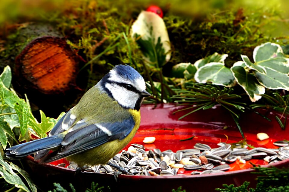 Blue tit cyanistes caeruleus bird seed