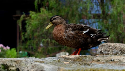 Nature wild wildlife