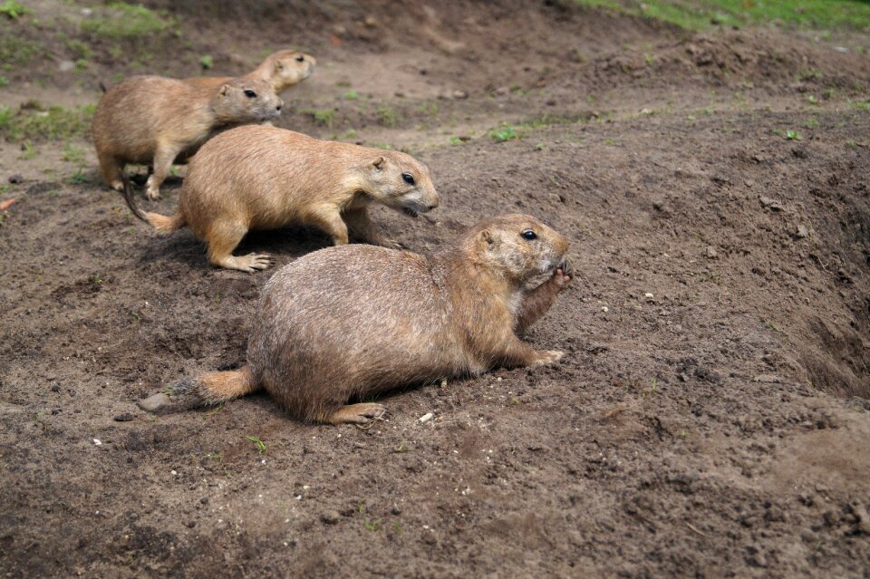 Animals zoo black-tailed prairie dogs