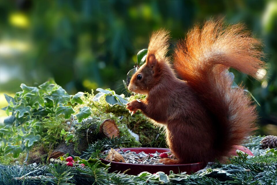 Rodent sciurus vulgaris major cute