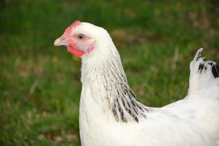 Bird poultry nature