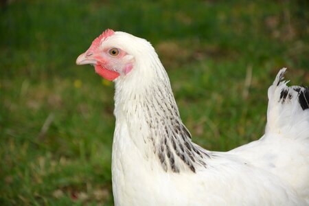 Bird poultry nature photo