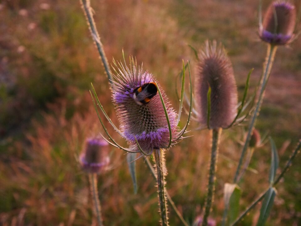 Insect natural pollen