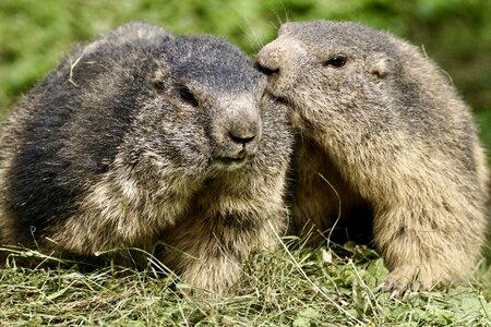 Alpine marmot wildlife park zoo