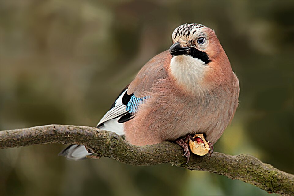 Garrulus glandarius hunger foraging