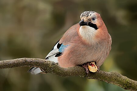 Garrulus glandarius hunger foraging