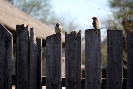 Pair fence birds photo