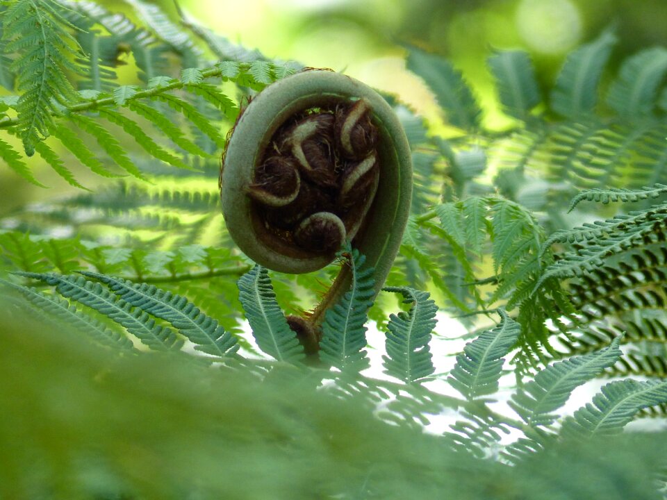 Green foliage spiral