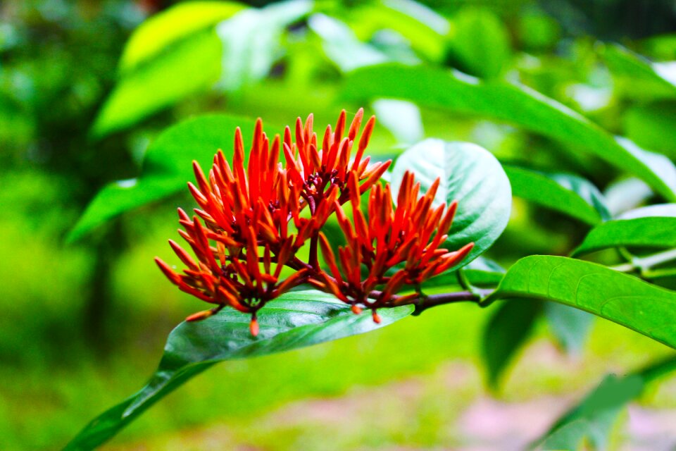 Red nature green