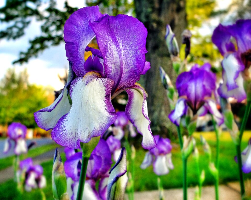 Green purple flower nature
