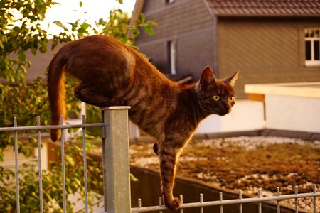 Balance pet fence