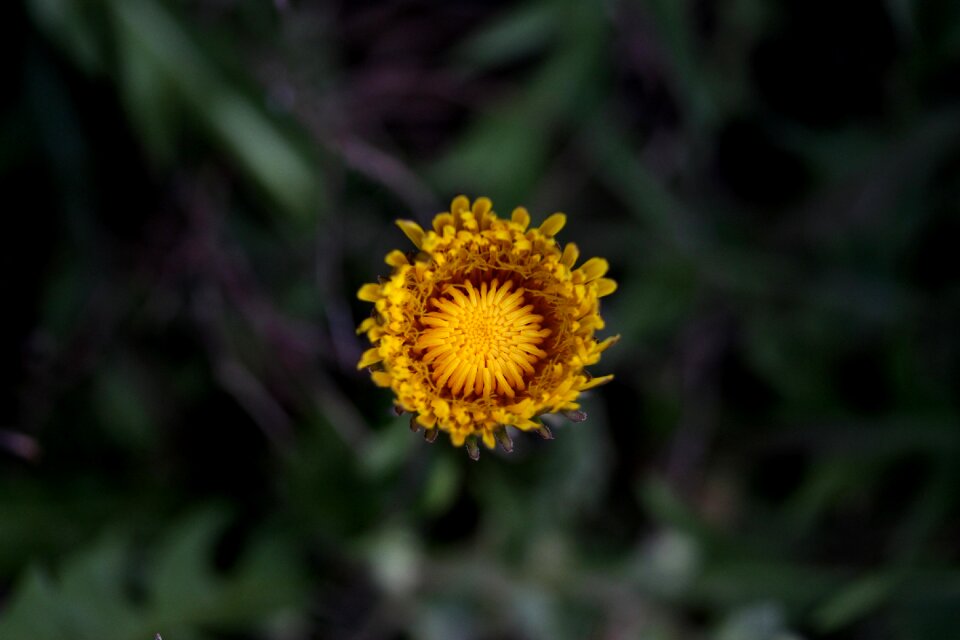 Plants garden nature