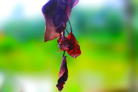 Leaf nature hot