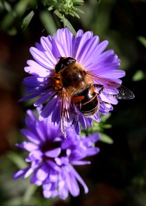 Mov insecta pollination