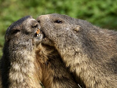 Alpine marmot wildlife park zoo